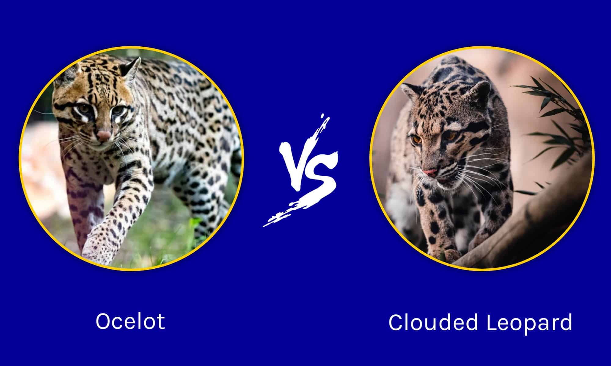 Ocelot vs Leopardo nebuloso: quali sono le differenze?
