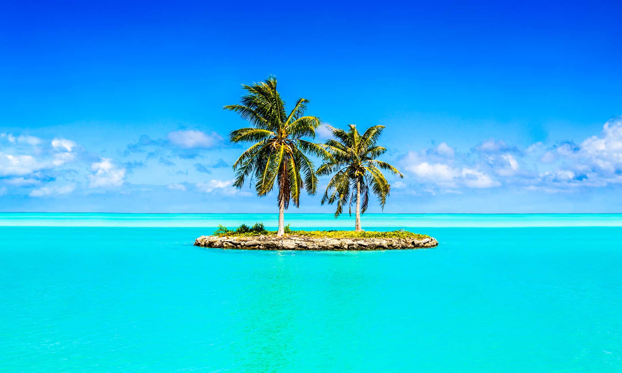 5 isole in cui i serpenti invasivi hanno causato l'estinzione della fauna locale