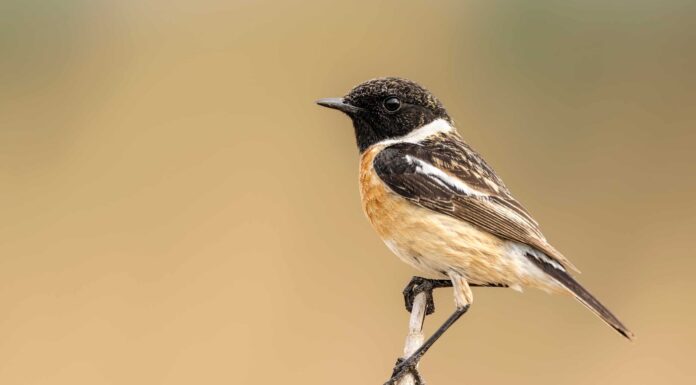 Stonechat
