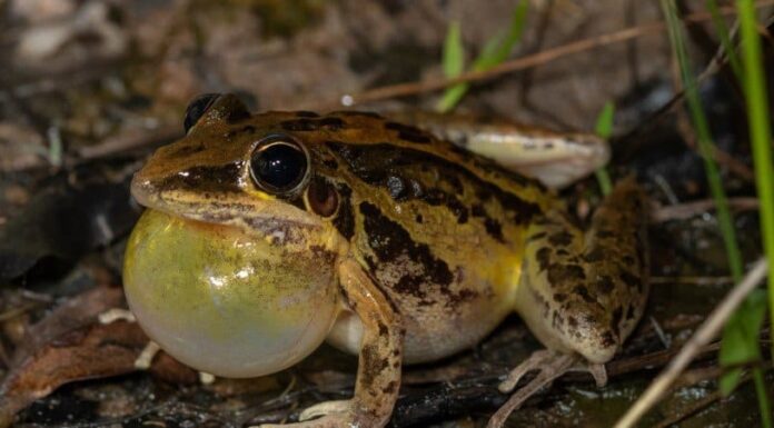 Rana razzo a strisce
