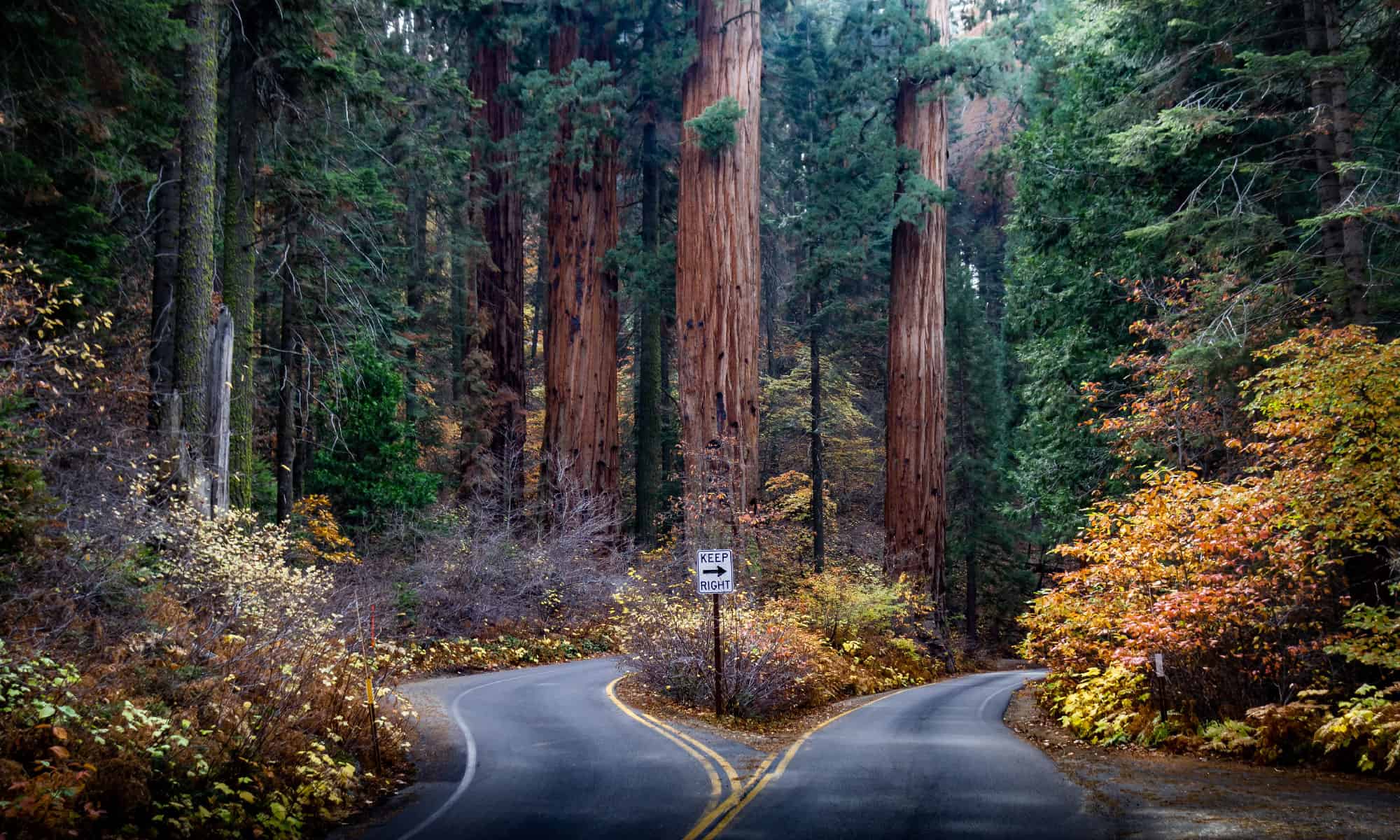 Gli alberi più grandi della California