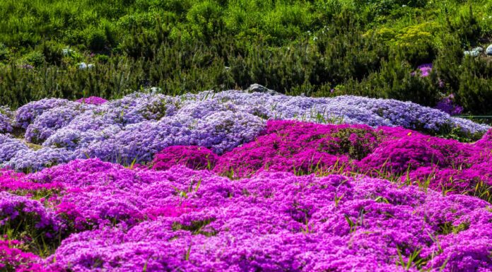 5 fiori da piantare a settembre
