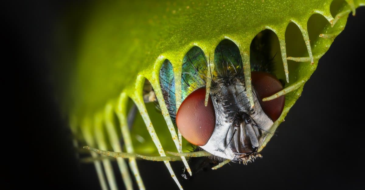 Scopri le più grandi specie di piante carnivore