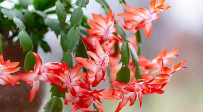 Christmas Cactus vs Thanksgiving Cactus