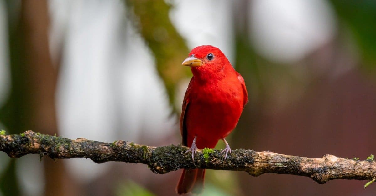 Tanager estivo