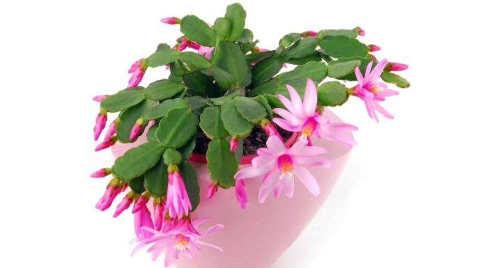 Easter Cactus vs Christmas Cactus