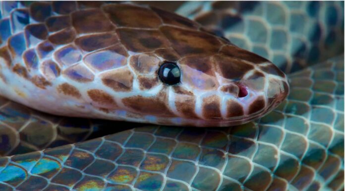 Serpente raggio di sole
