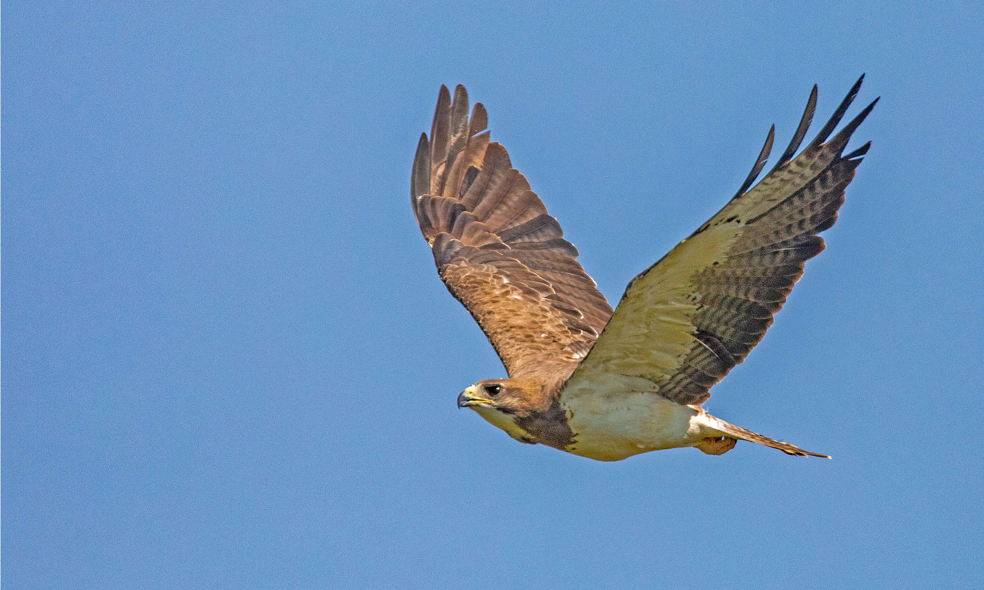 Il falco di Swainson
