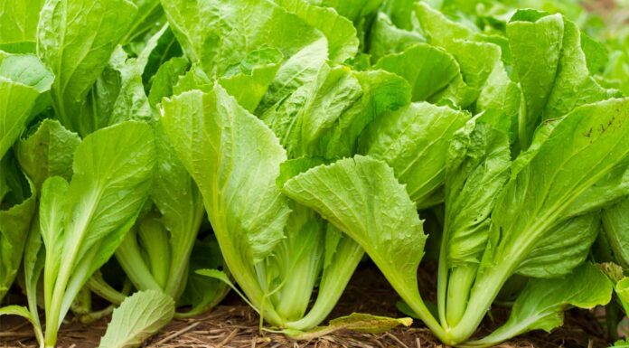 19 Verdure da Piantare a Settembre
