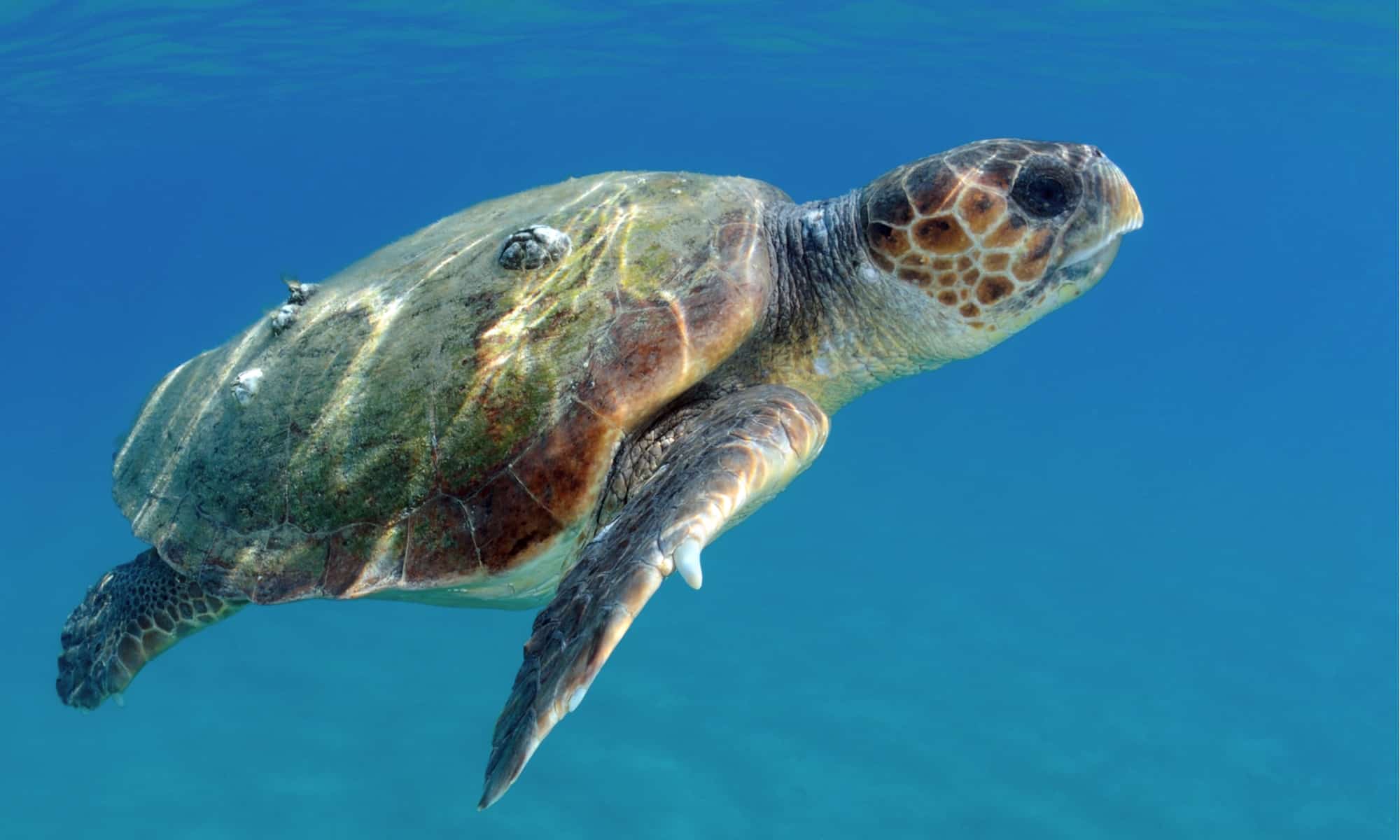 An eastern box turtle munches on a muscadine grape on the forest floor at Yates Mill County Park in Raleigh North Carolina.