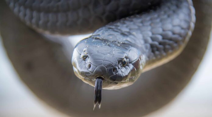 Serpente tigre della Tasmania
