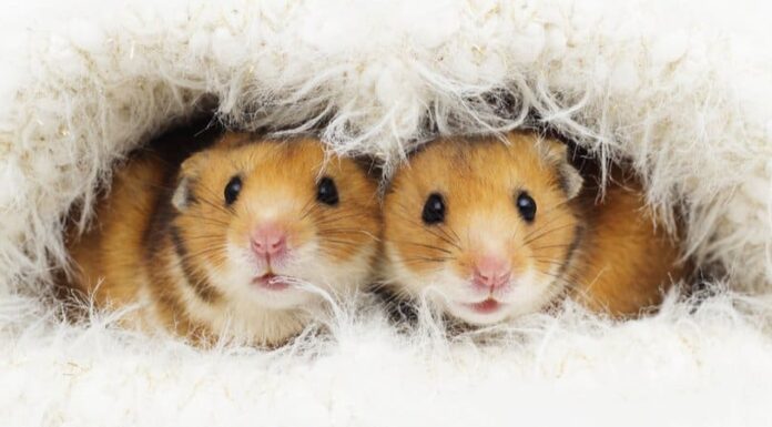 Criceto dell'orsacchiotto
