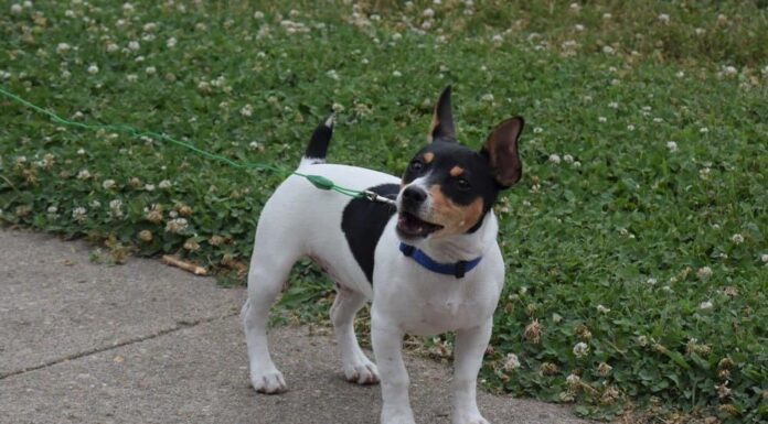 Teddy Roosvelt Terrier
