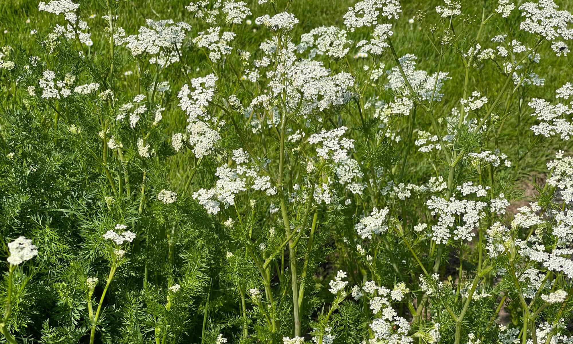 Anise vs Fennel