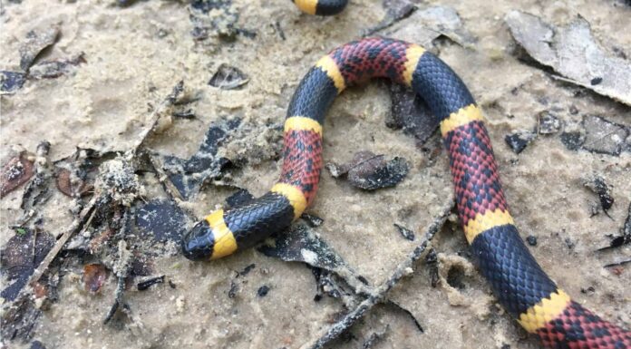 The Texas coral snake is notable for its bands of black, yellow, and red.