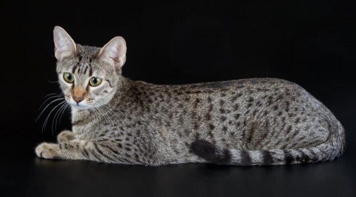 10 incredibili fatti sui Mau egiziani
