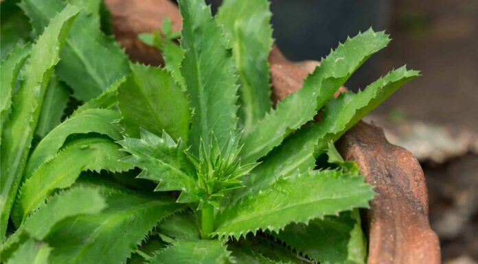 Culantro vs Cilantro