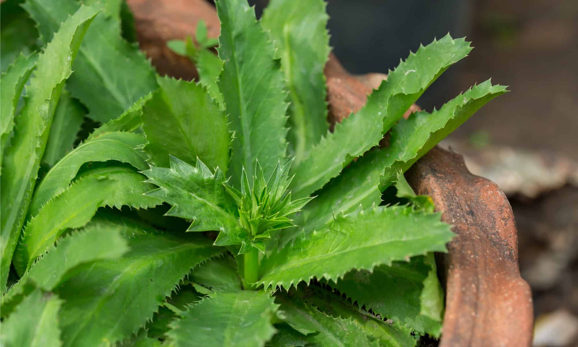 Culantro vs Cilantro