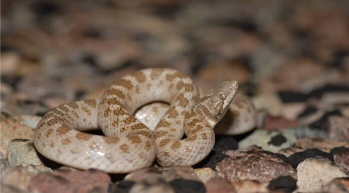 The body of the Texas Night Snake is light gray or tan with darker blotches spaced regularly along the back and a dark bar that runs behind each eye.