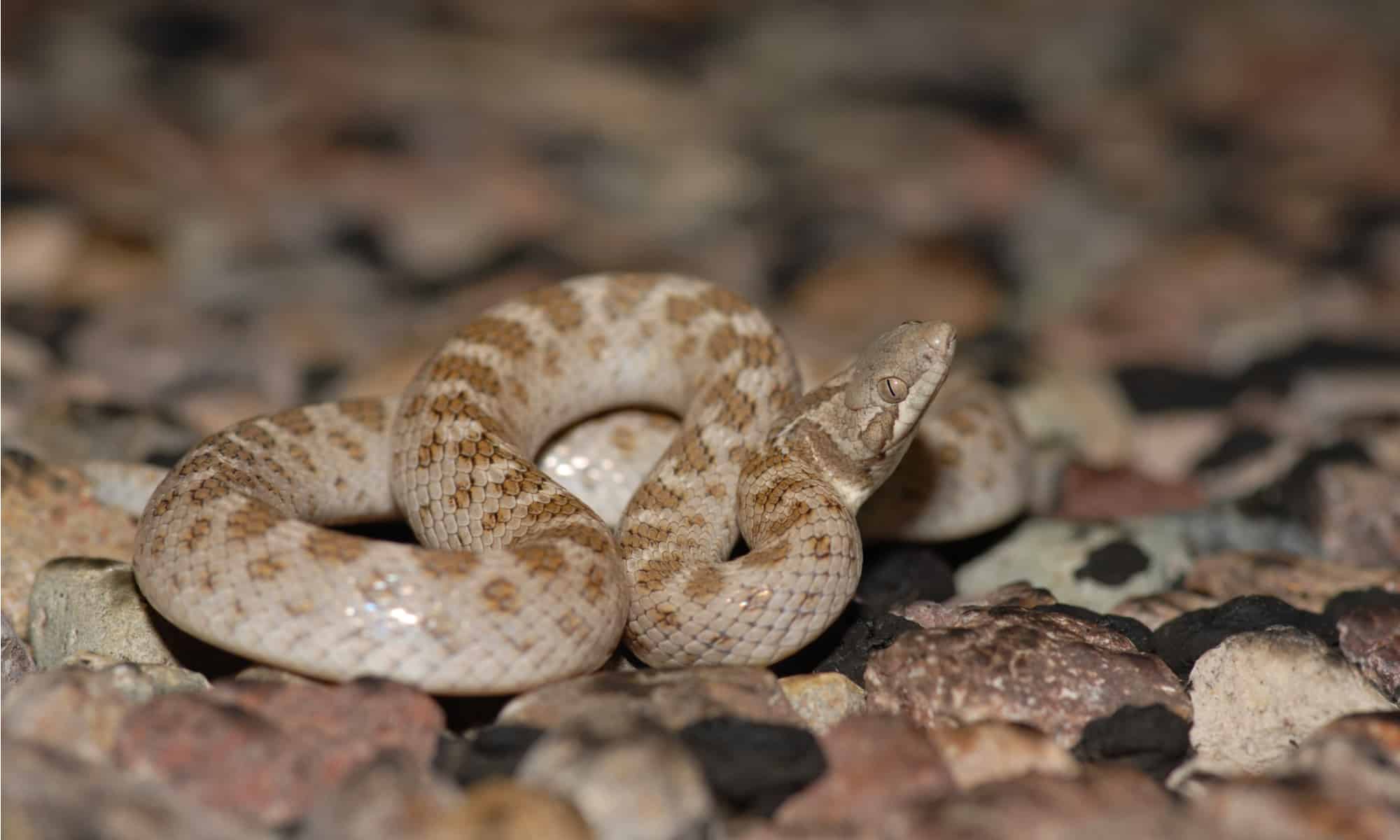 The body of the Texas Night Snake is light gray or tan with darker blotches spaced regularly along the back and a dark bar that runs behind each eye.