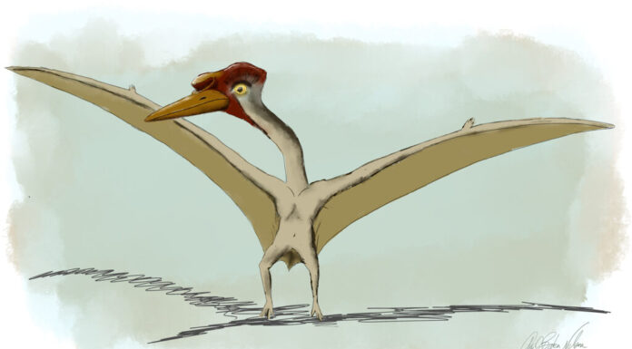 Thanatosdrakon amaru illustration