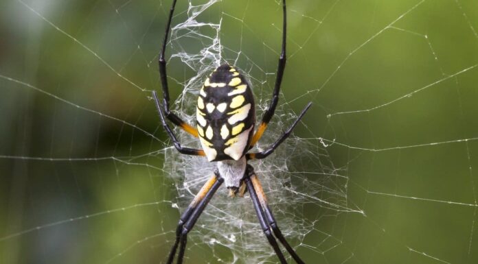 5 dei più grandi ragni del Nebraska
