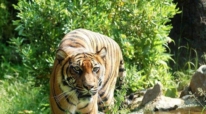Tigre
