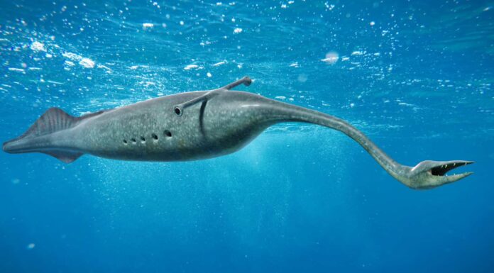 I 7 animali estinti più strani 
