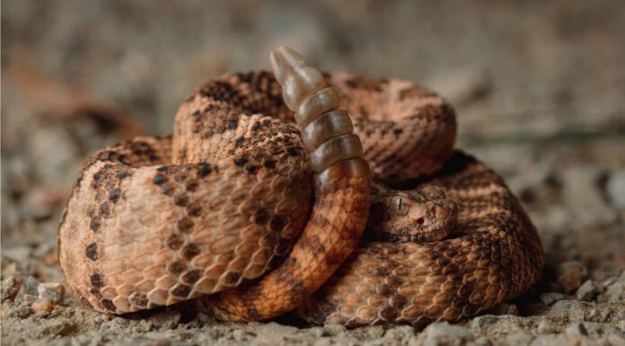 Serpente a sonagli tigre
