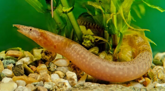 Anguilla delle tracce di pneumatici
