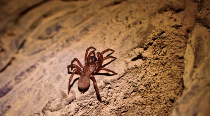 5 dei più grandi ragni del Nord Dakota
