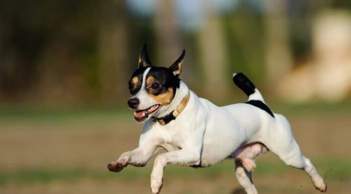 Fox Terrier giocattolo
