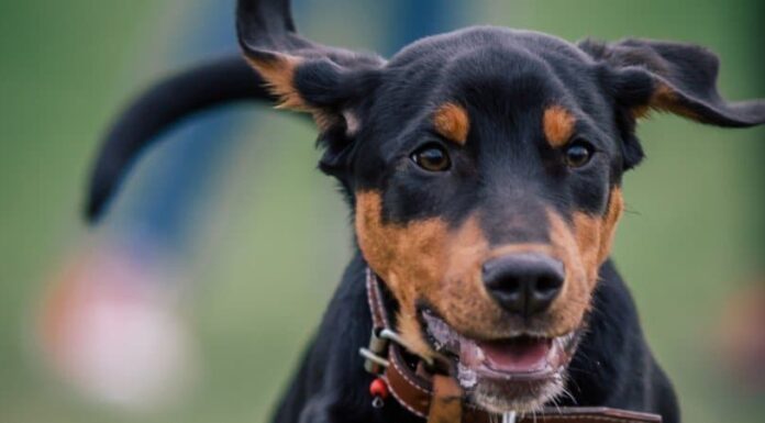 Segugio della Transilvania
