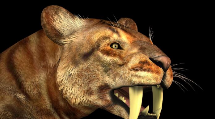 7 grandi felini estinti
