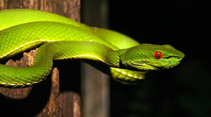 Vipera arborea (Vipera di bambù)
