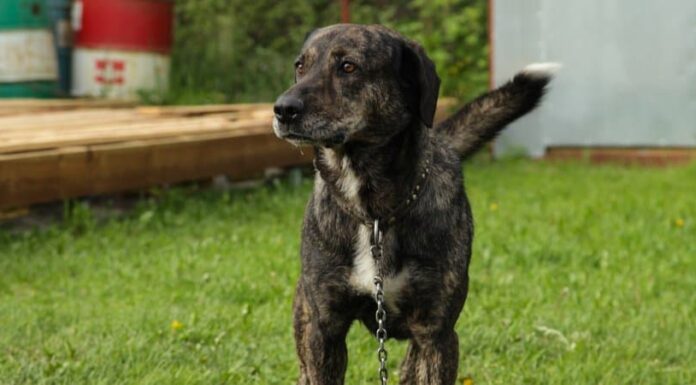 Treeing Tennessee Brindle
