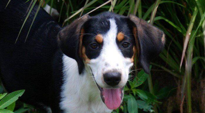 Treeing Walker Coonhound
