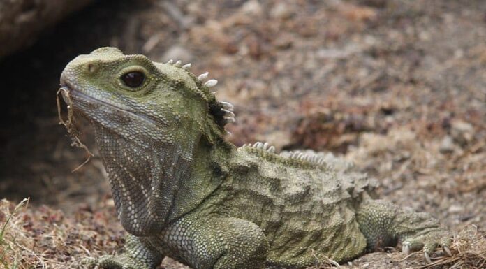 Tuatara
