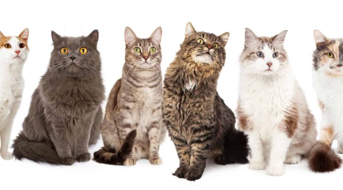 Quanti gatti ci sono nel mondo?
