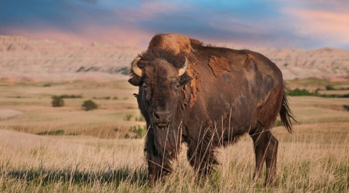 Muskox vs Bison: quali sono le differenze?
