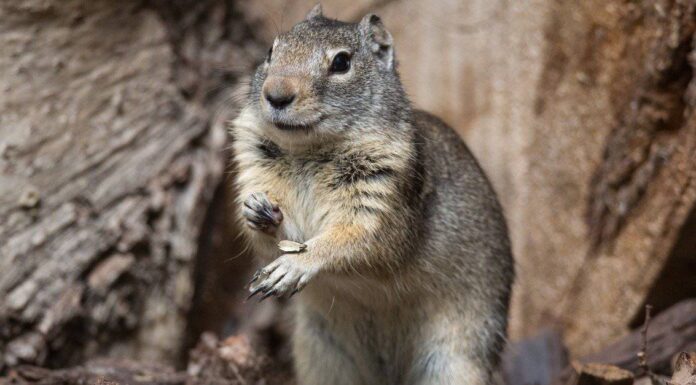 Scoiattolo di terra di Uinta
