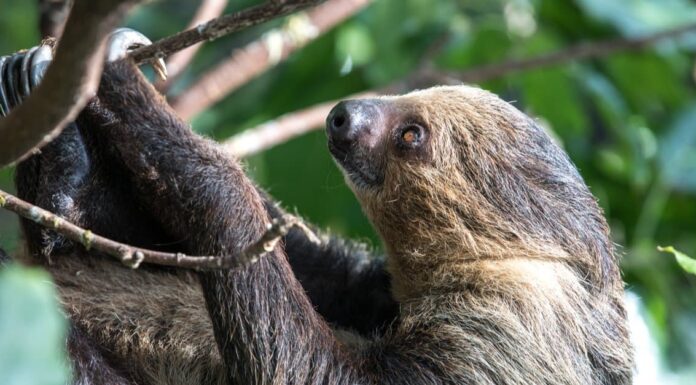 Unau (Il bradipo a due dita di Linneo)
