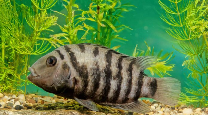 Ciclidi condannati maschi e femmine: quali sono le differenze?
