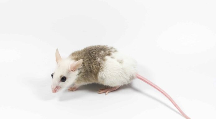 Ratti africani a pelo morbido: fanno buoni animali domestici?
