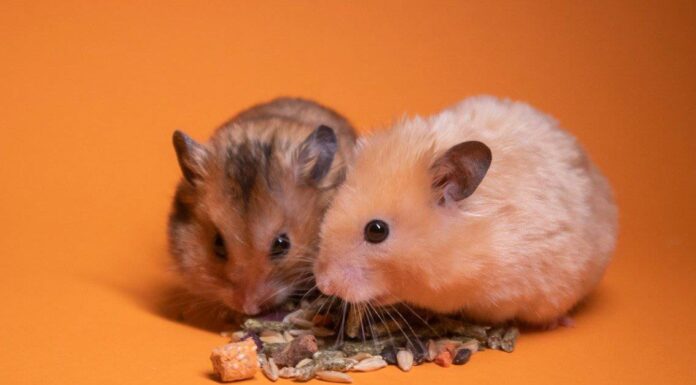 10 roditori più carini del mondo
