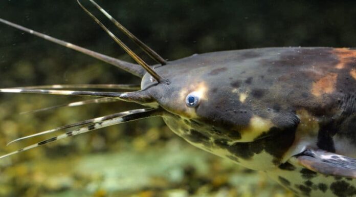 Pesce gatto ambulante
