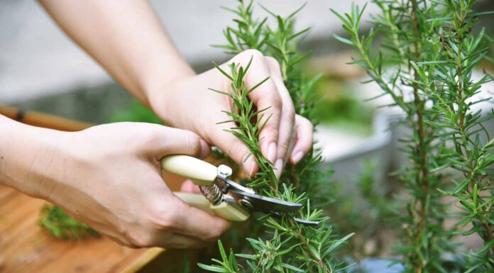 Il rosmarino è perenne o annuale?
