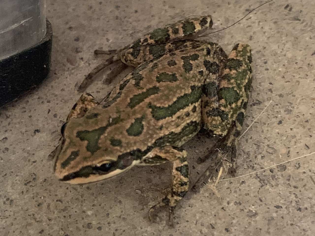 Canyon Tree Frog