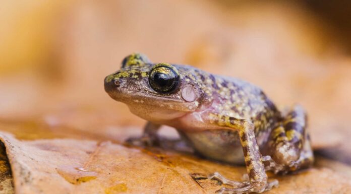 American Bullfrog