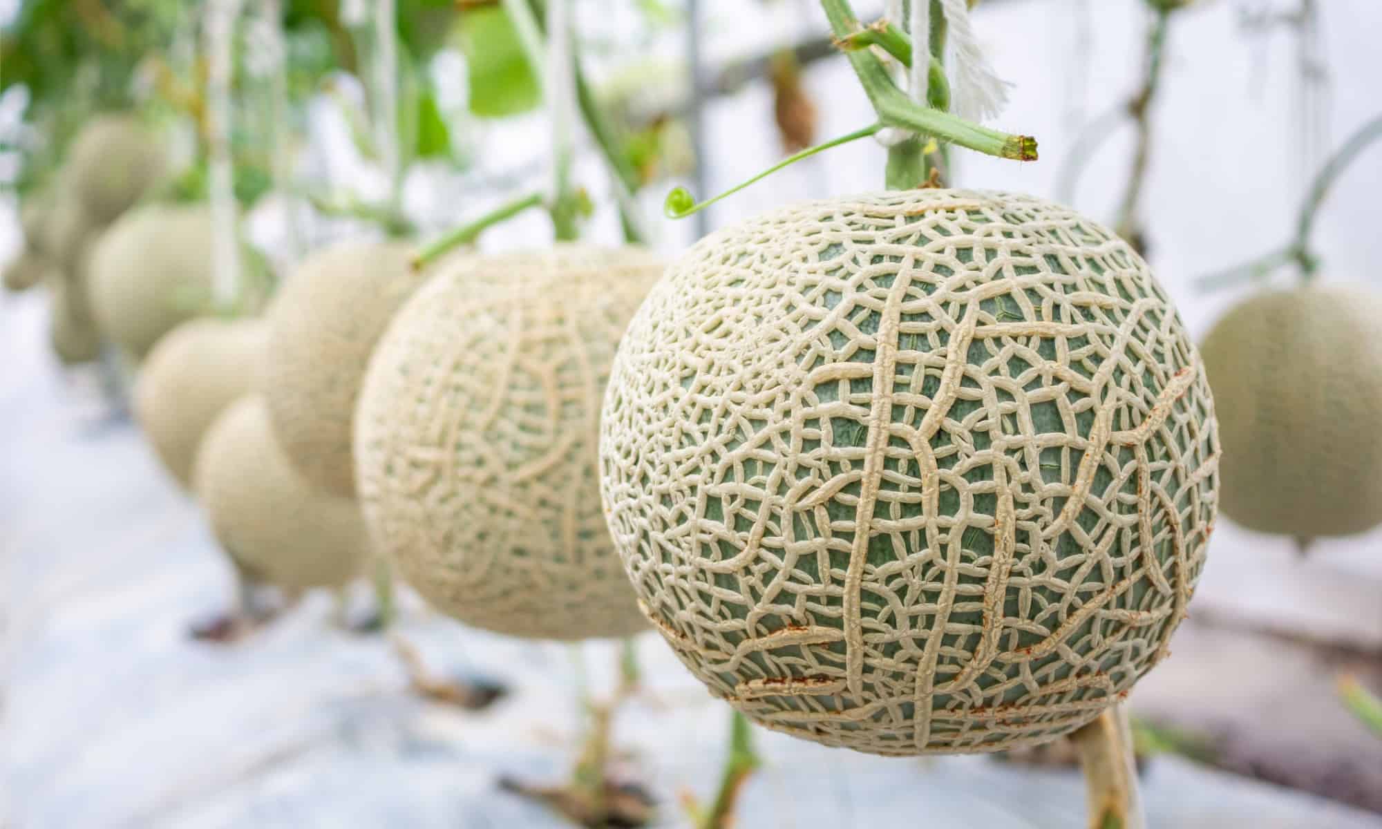 Muskmelon vs Cantaloupe